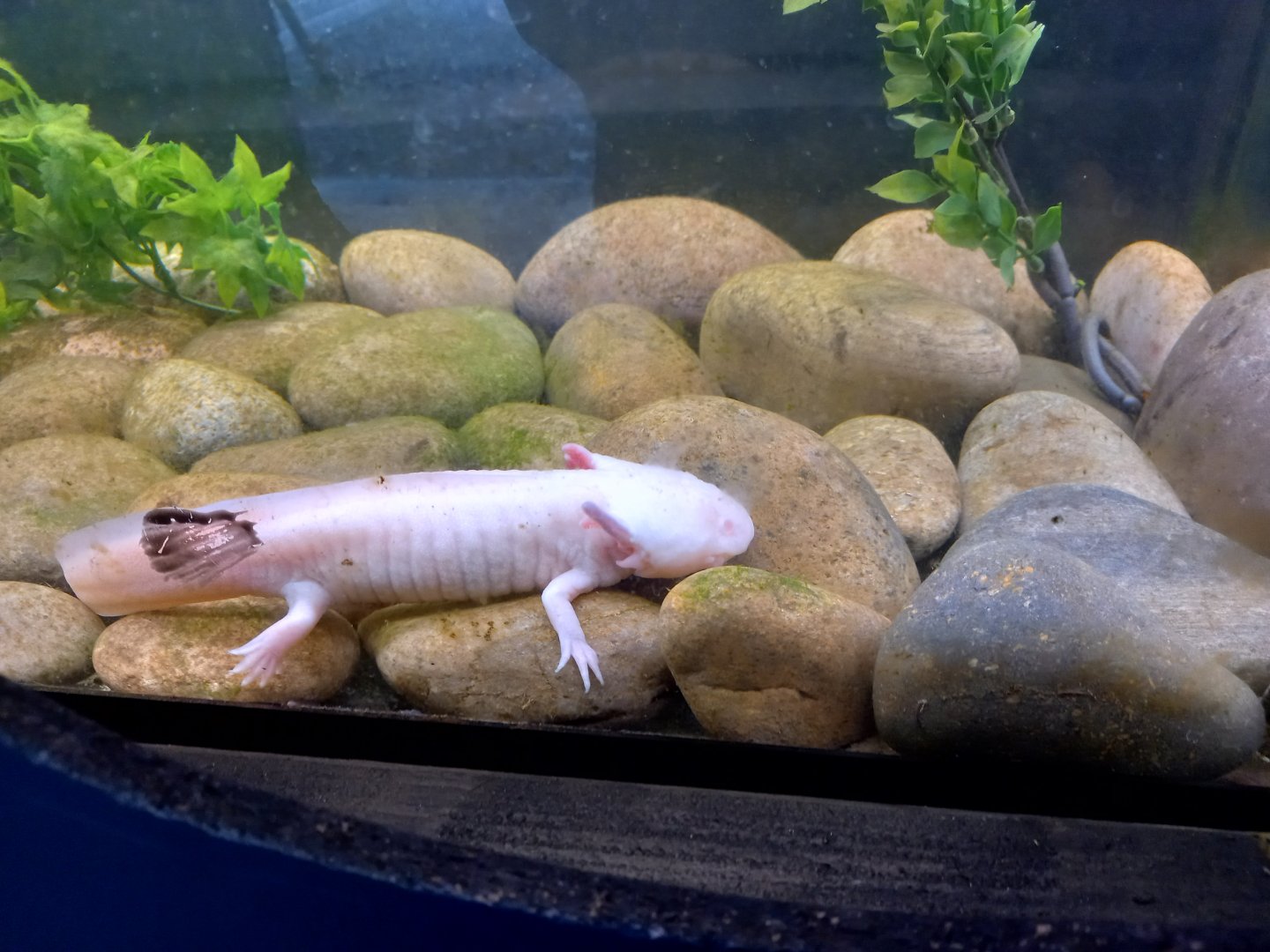 Axolotl