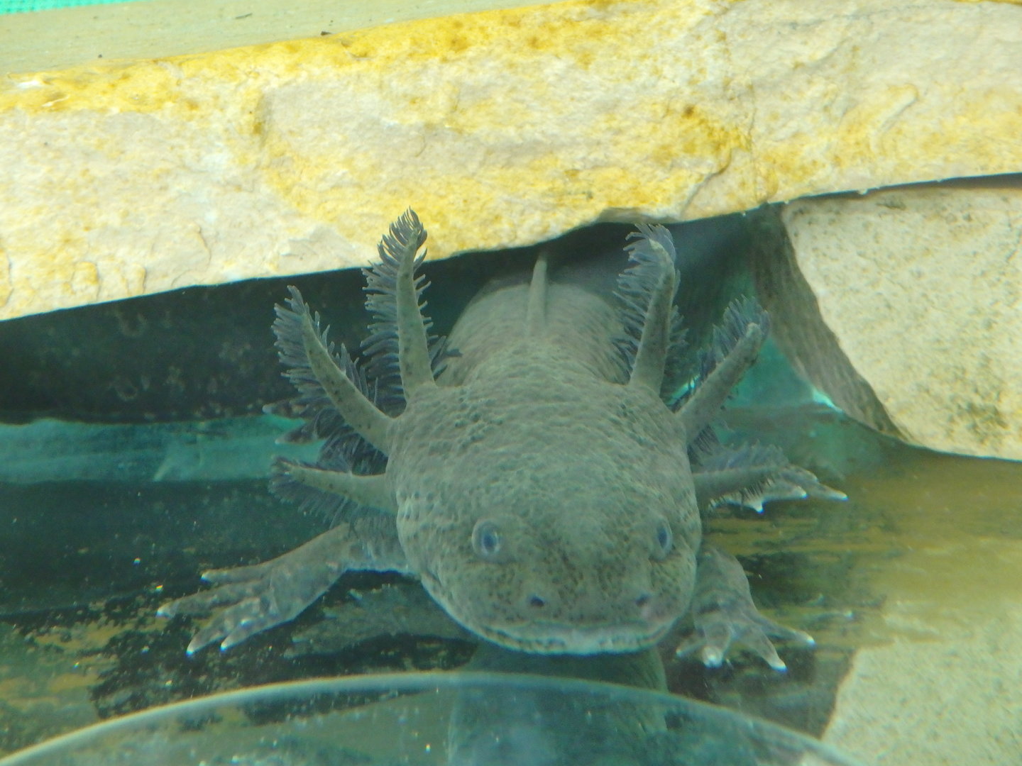 Axolotl