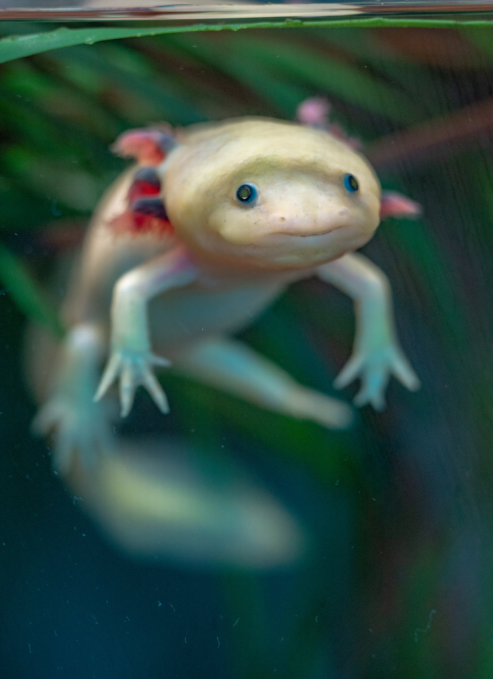 Axolotl