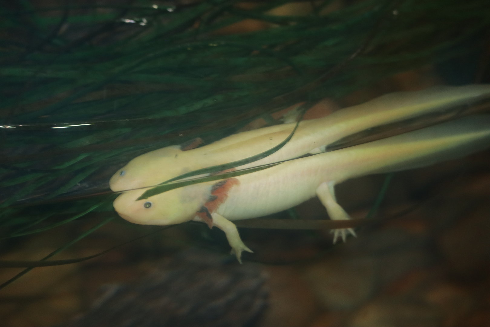 Axolotl