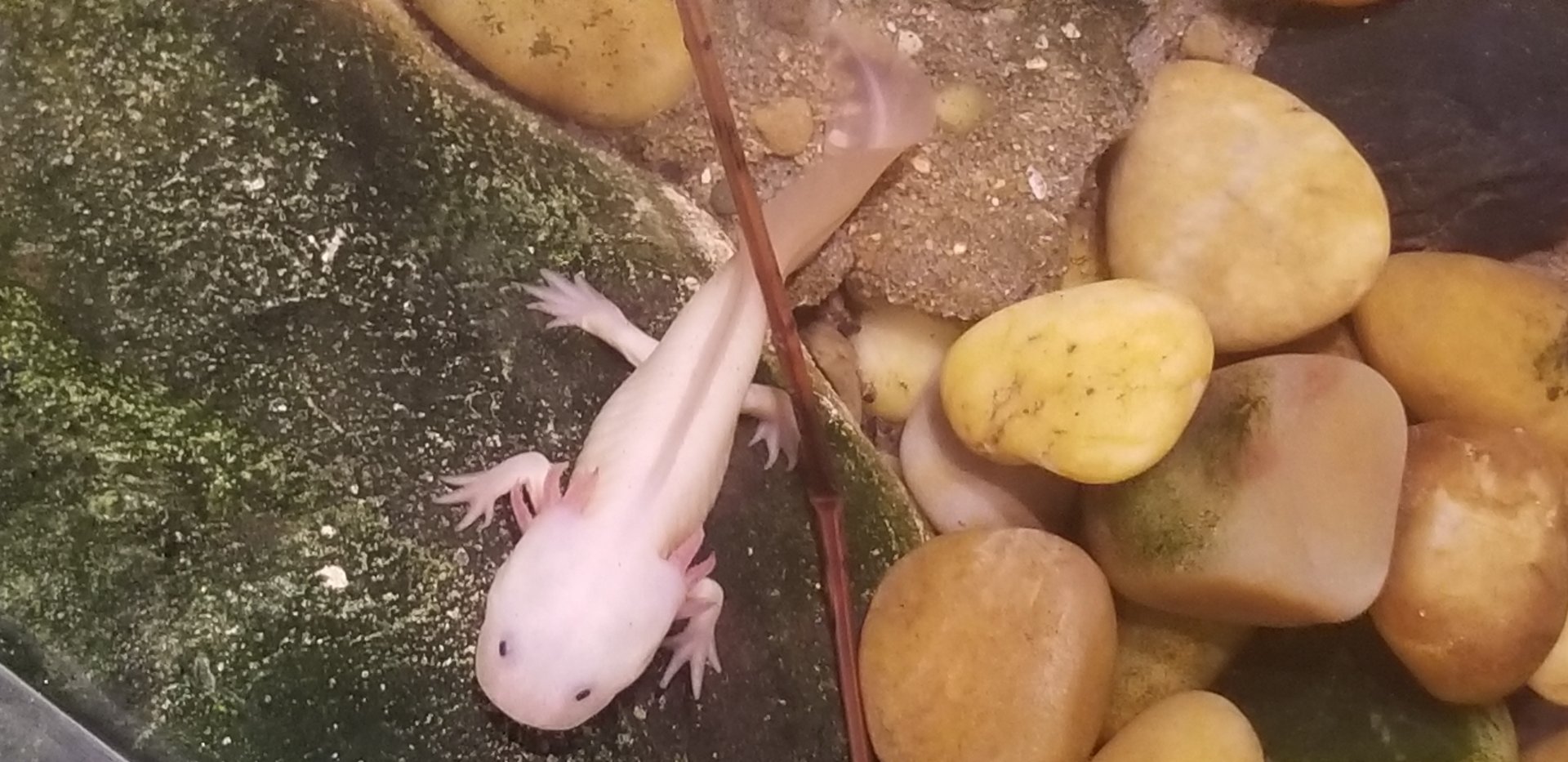 Axolotl