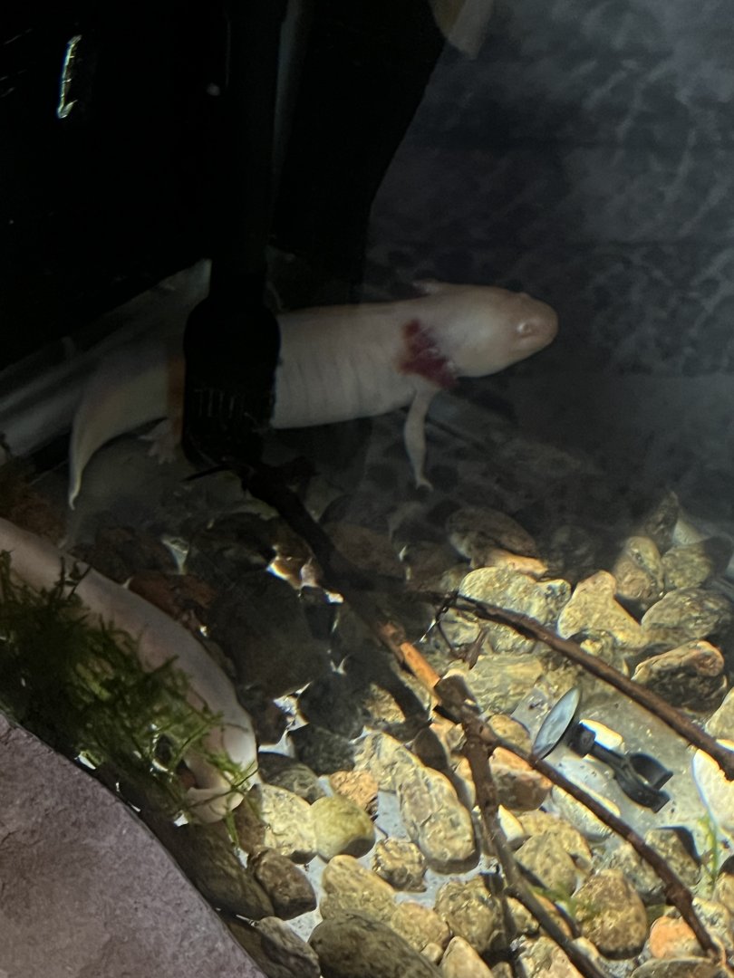 Axolotl