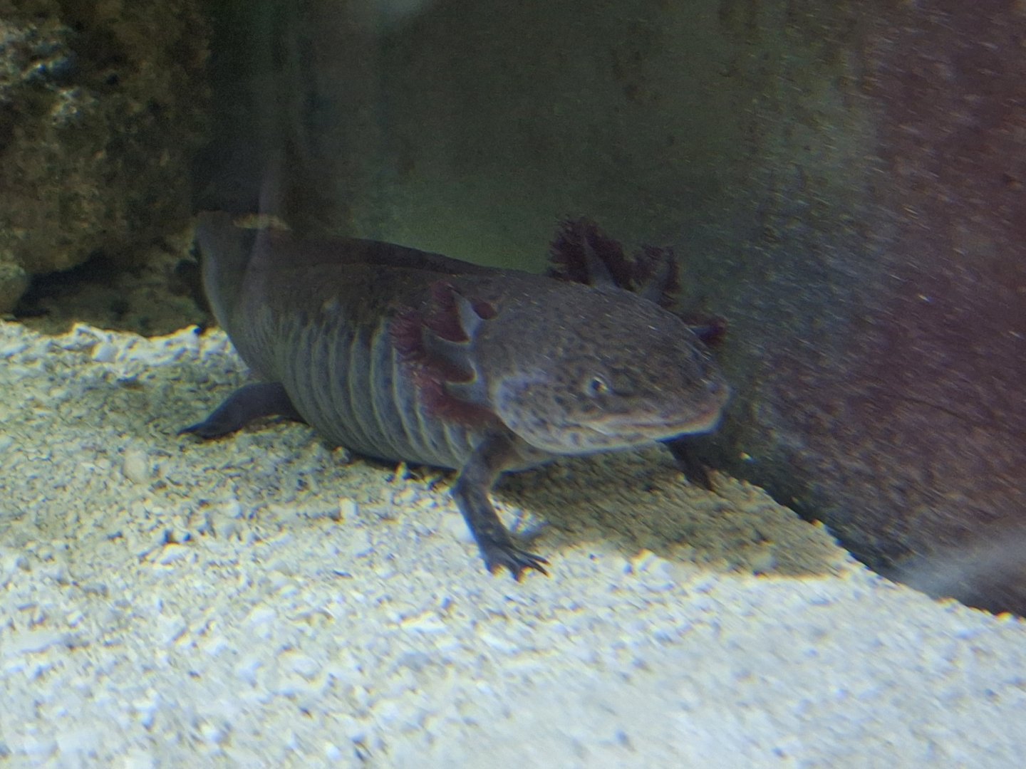 Axolotl