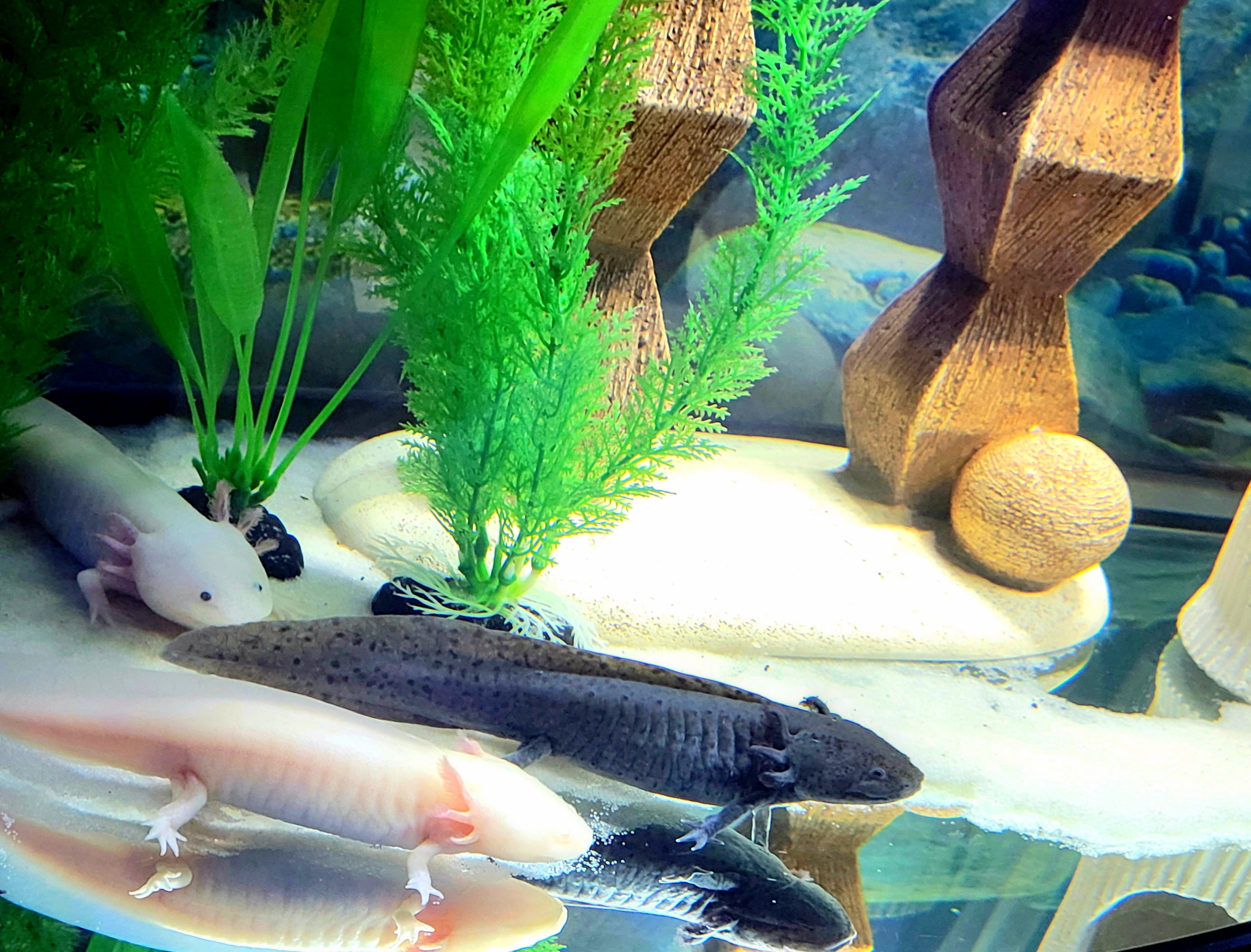 Axolotl
