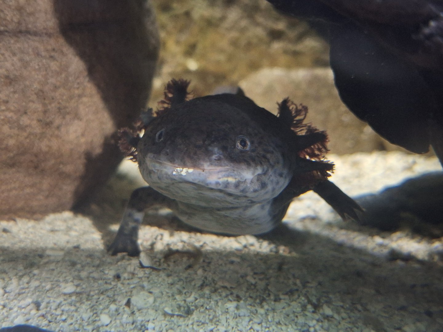 Axolotl