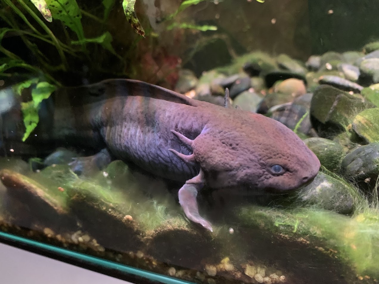 Axolotl