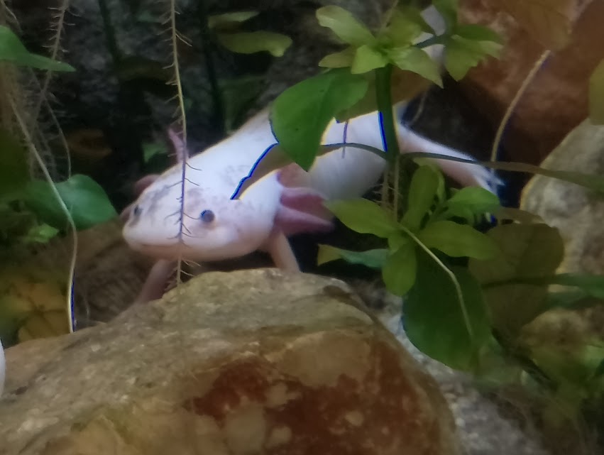 Axolotl