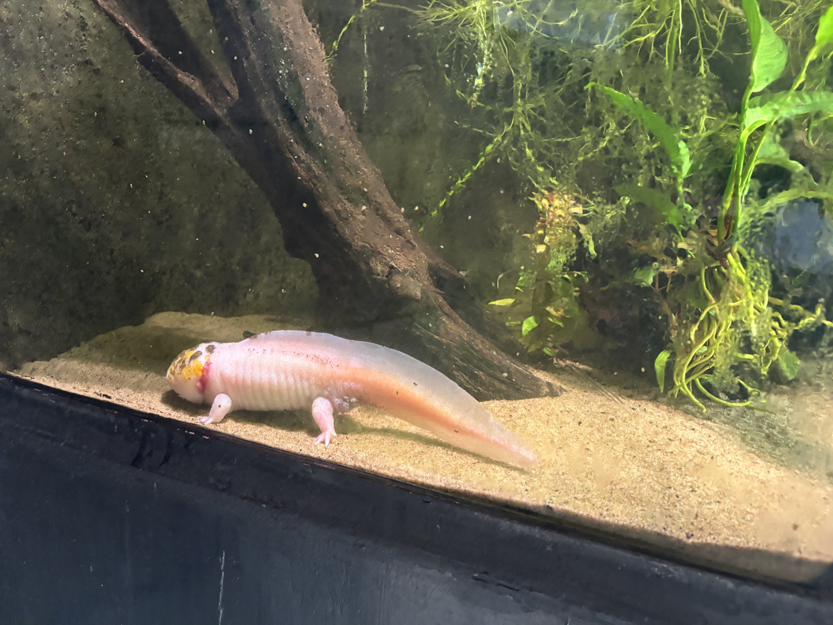 Axolotl