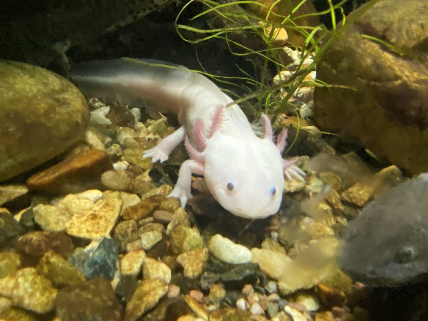 Axolotl