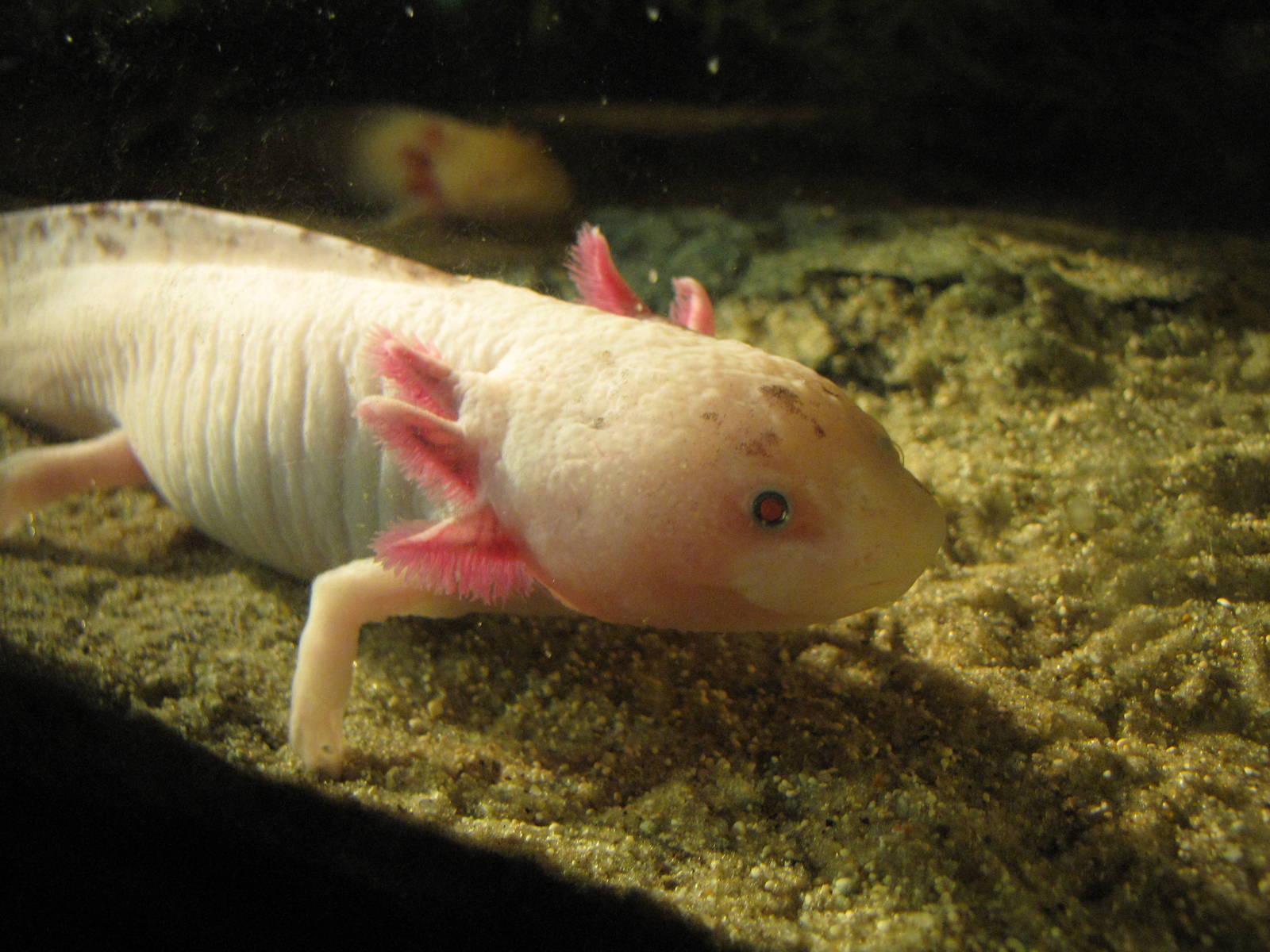 Axolotl