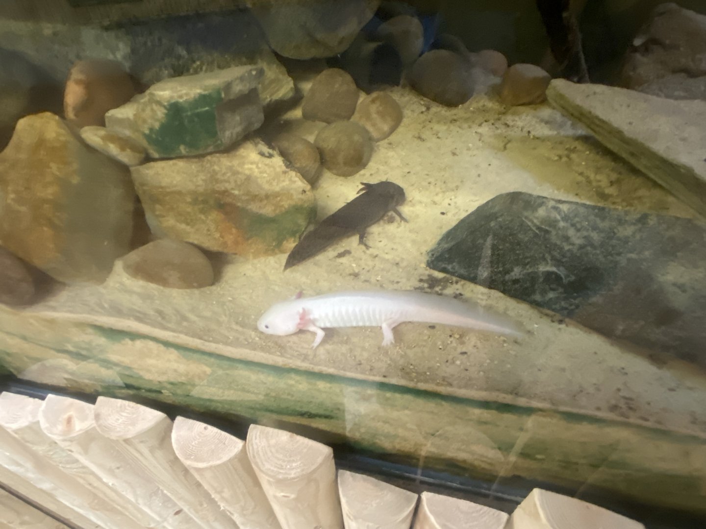 Axolotls 280425