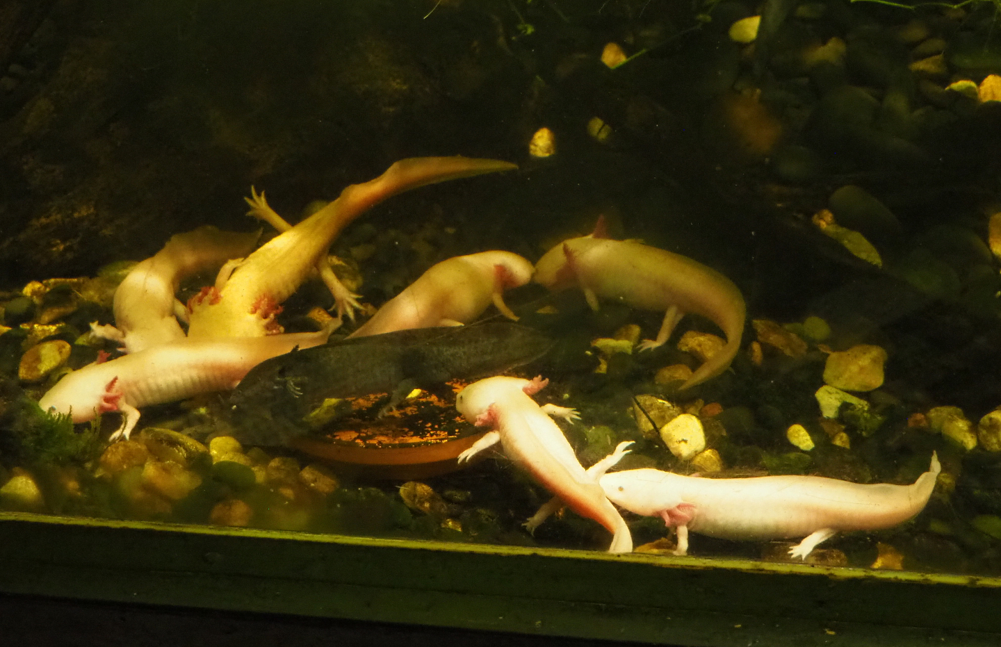 Axolotls (Ambystoma mexicanum), 2022-09-14