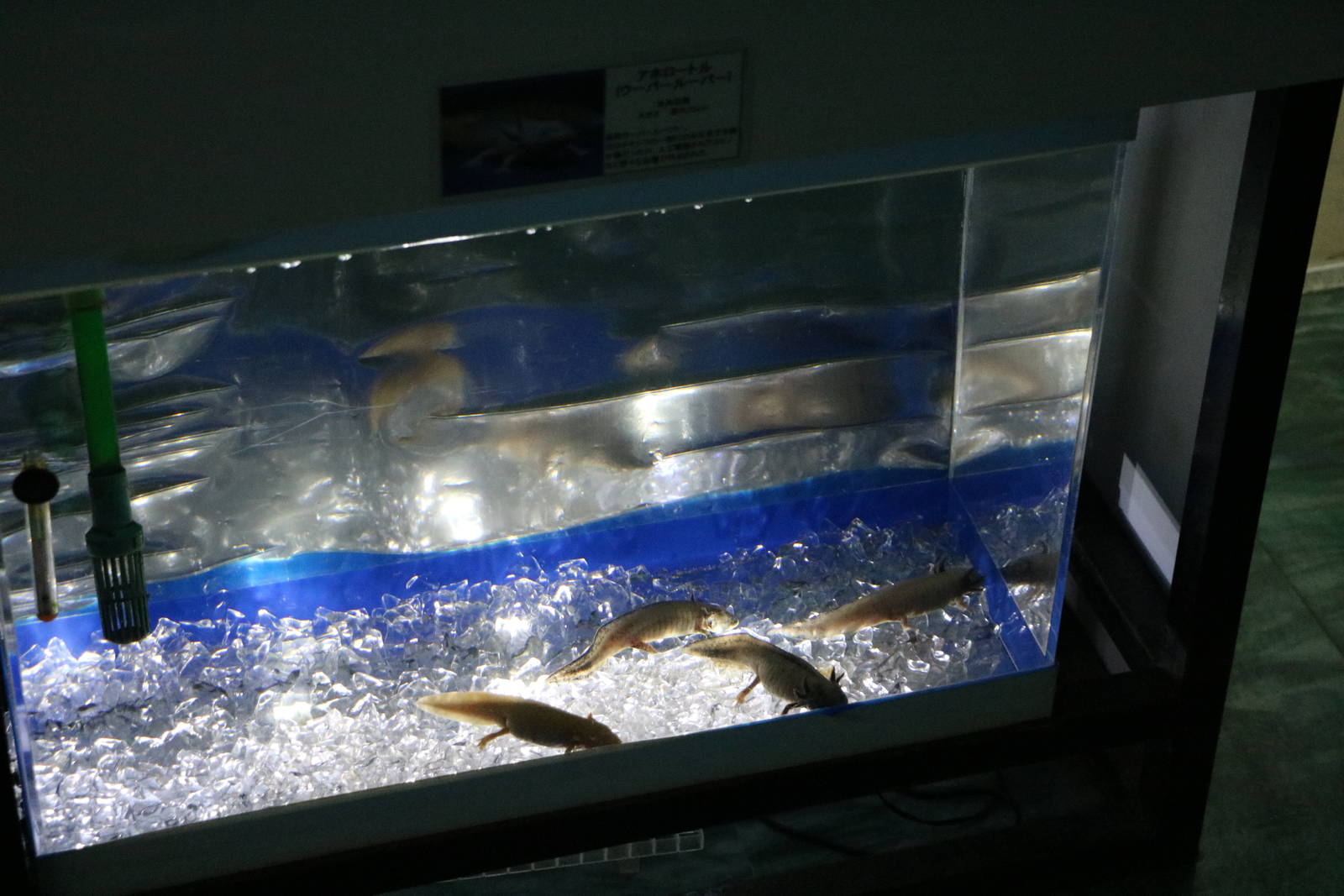Axolotls on ice - Tokyo Tower Aquarium, February 2016