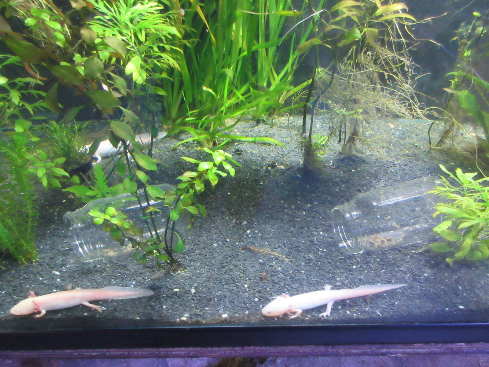 Axolotls with Glass Jars