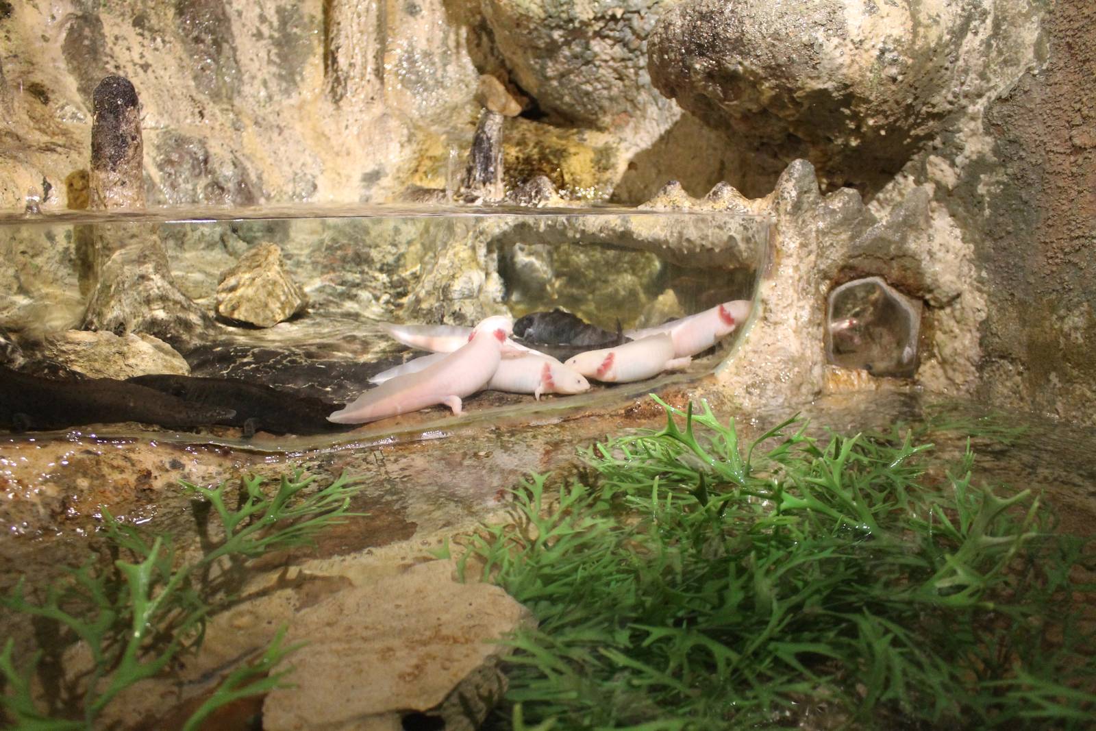 Axolotls