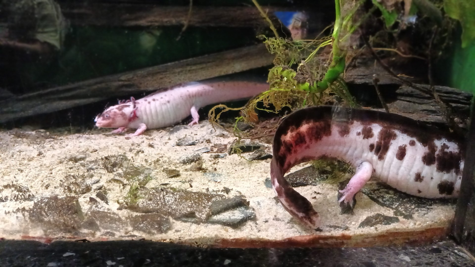 Axolotls