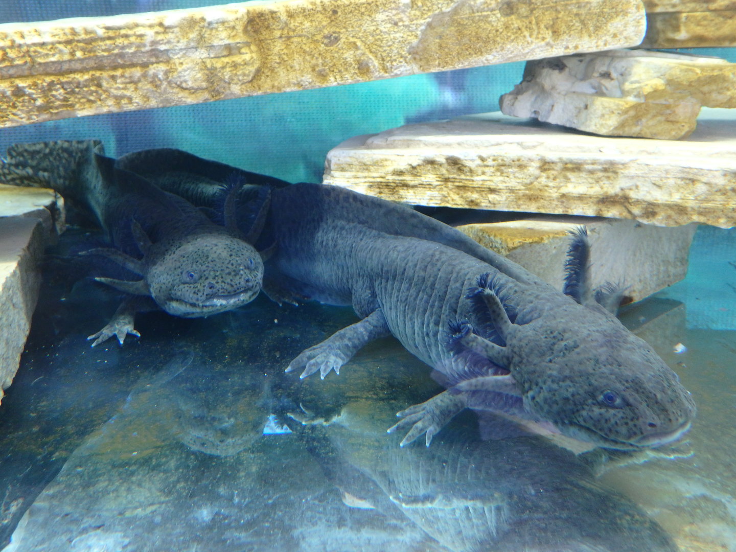 Axolotls