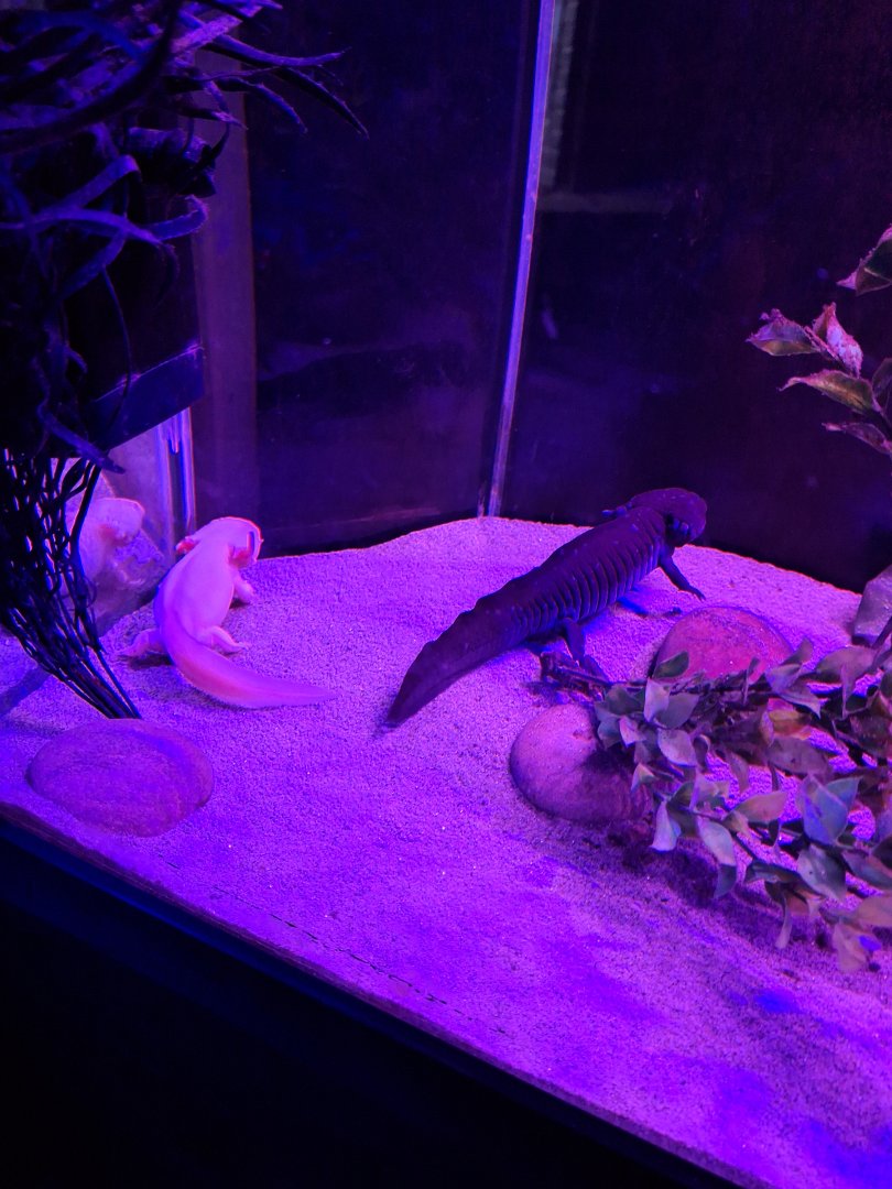 Axolotls