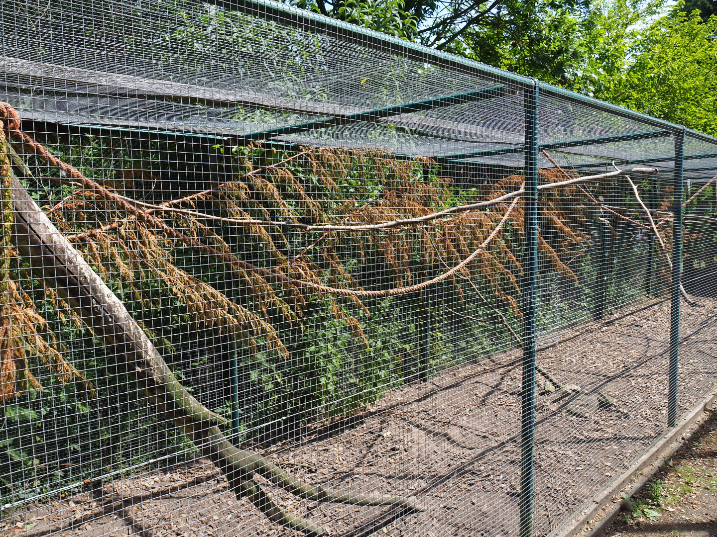 Ayam Cemani chicken, Budgerigar and Red-winged parrot aviary, 2019-06-01