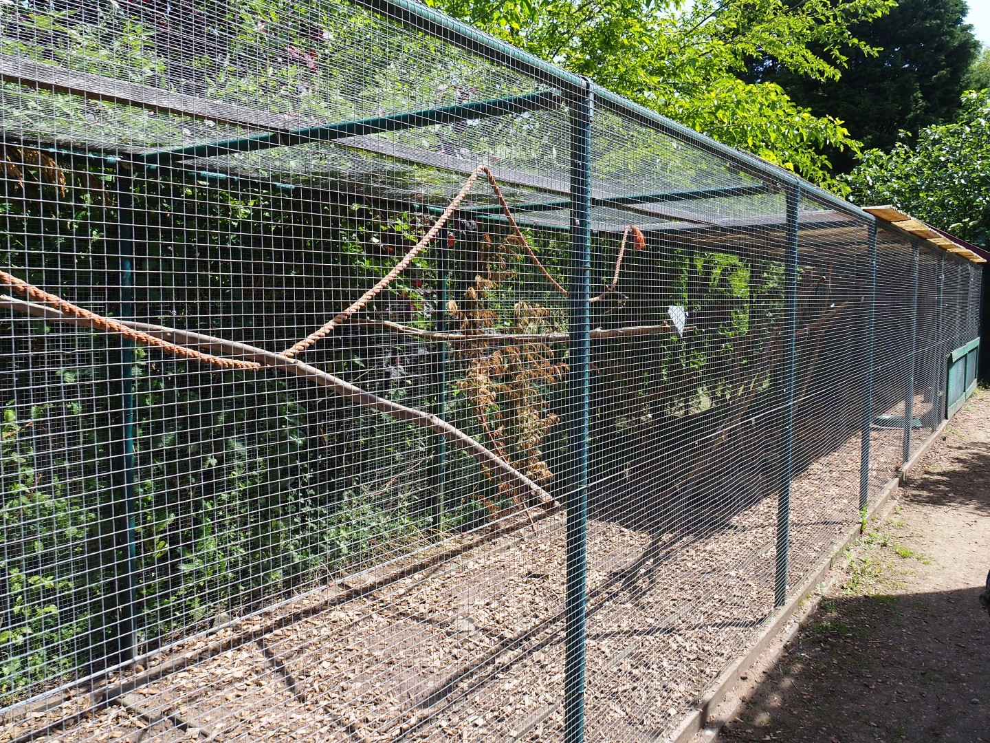 Ayam Cemani chicken, Budgerigar and Red-winged parrot aviary, 2019-06-01