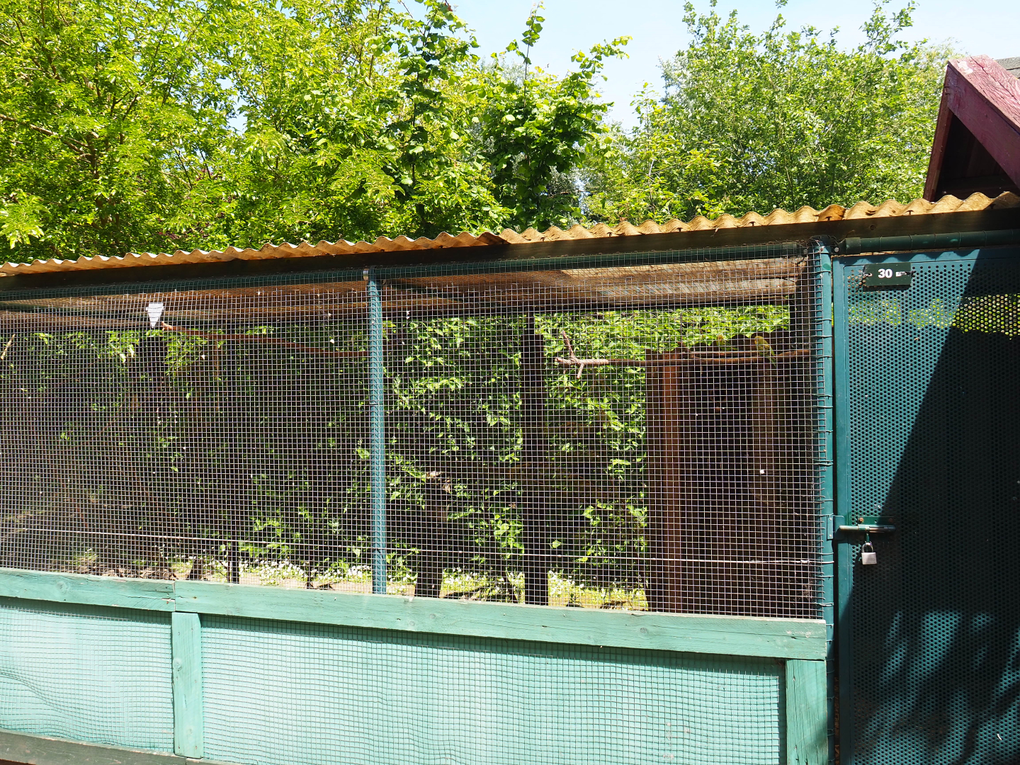 Ayam Cemani chicken, Budgerigar and Red-winged parrot aviary, 2019-06-01