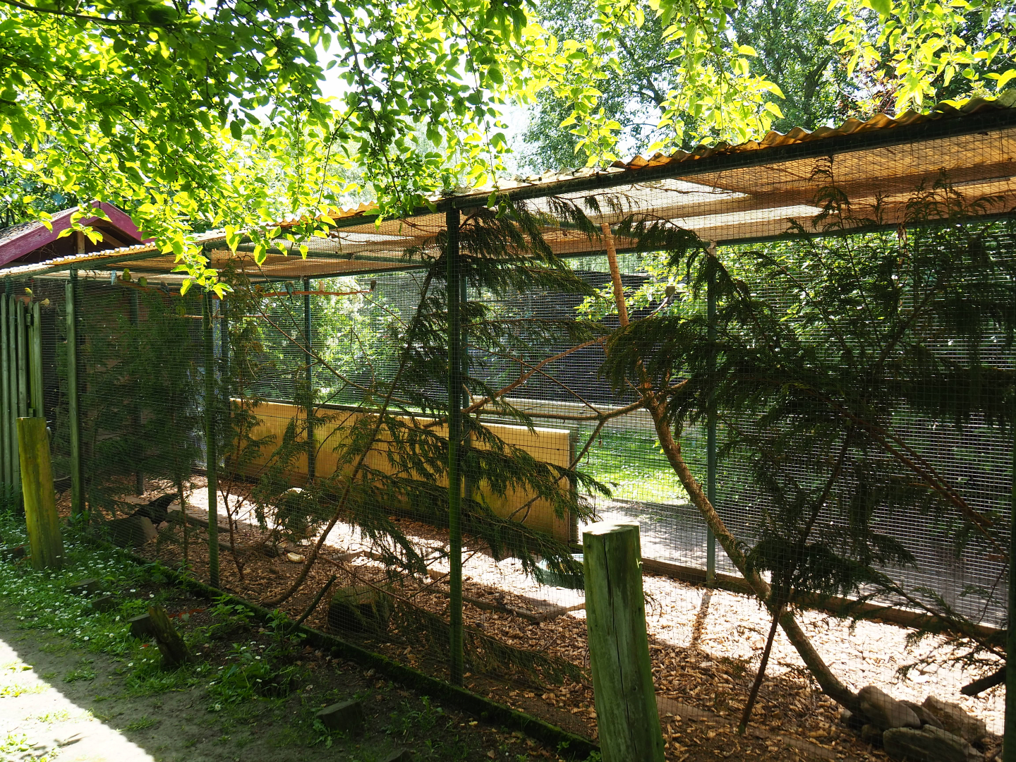 Ayam Cemani chicken, Budgerigar and Red-winged parrot aviary, 2019-06-01