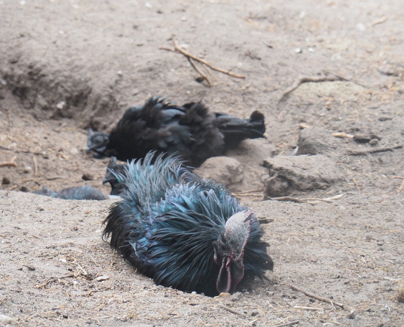 Ayam Cemani rooster (Gallus domesticus), 2022-05-17