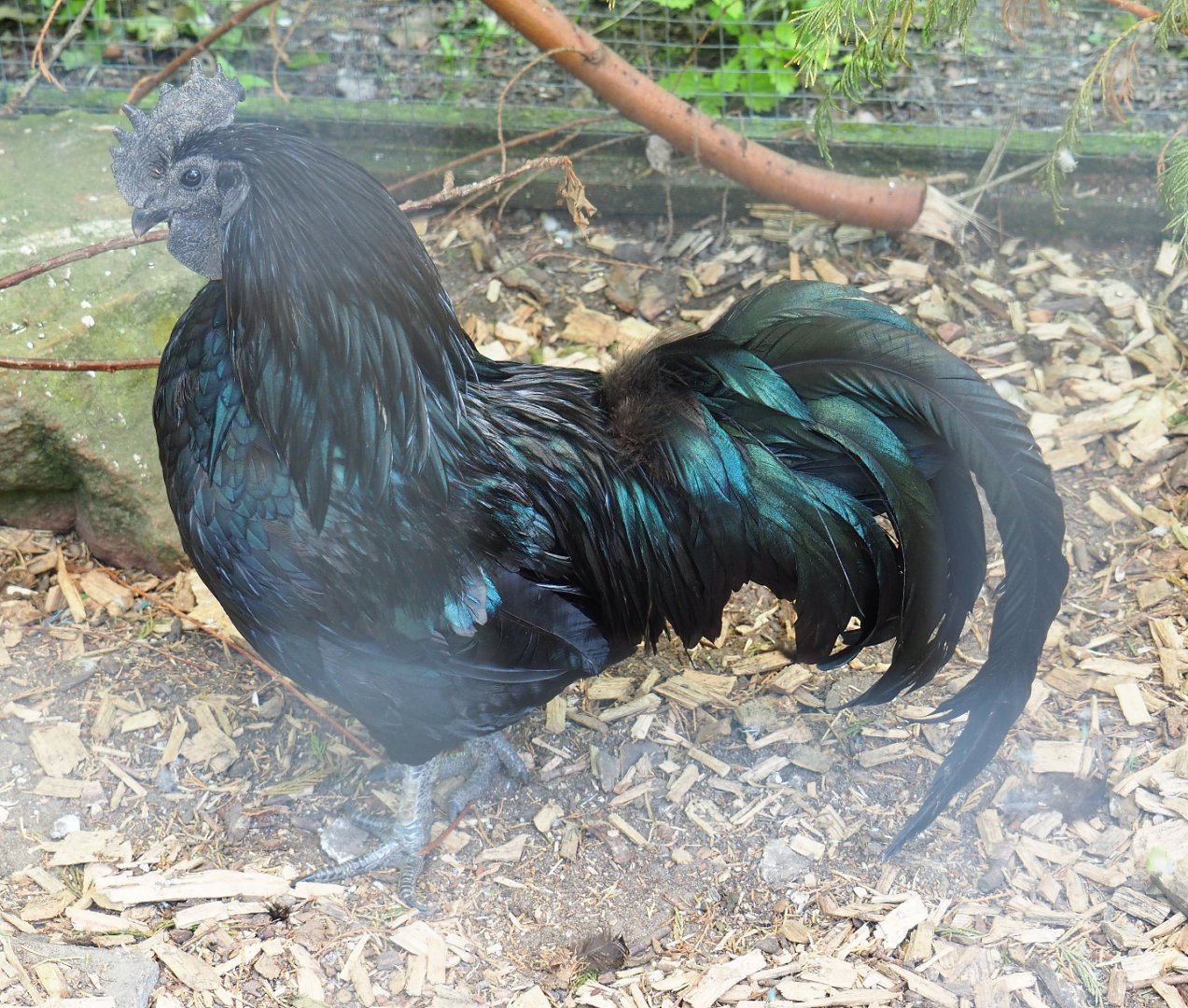 Ayam Cemani rooster (Gallus gallus domesticus), 2019-06-01