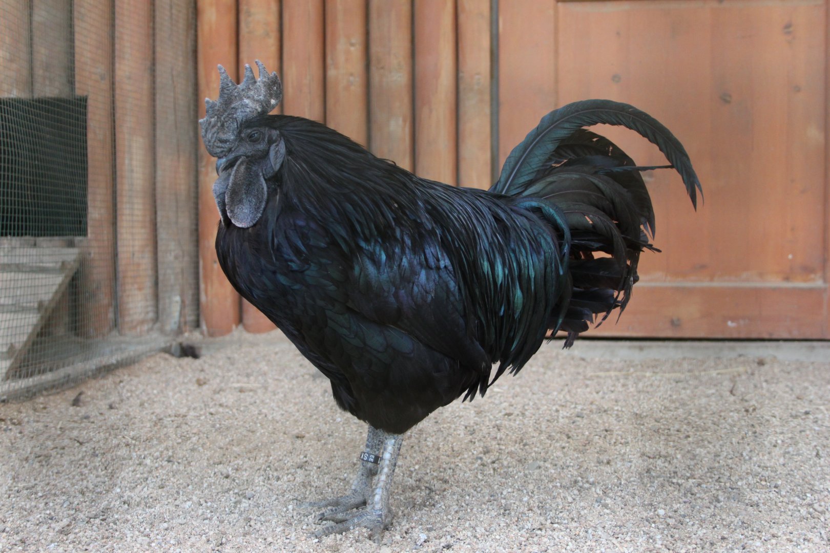 Ayam Cemani rooster