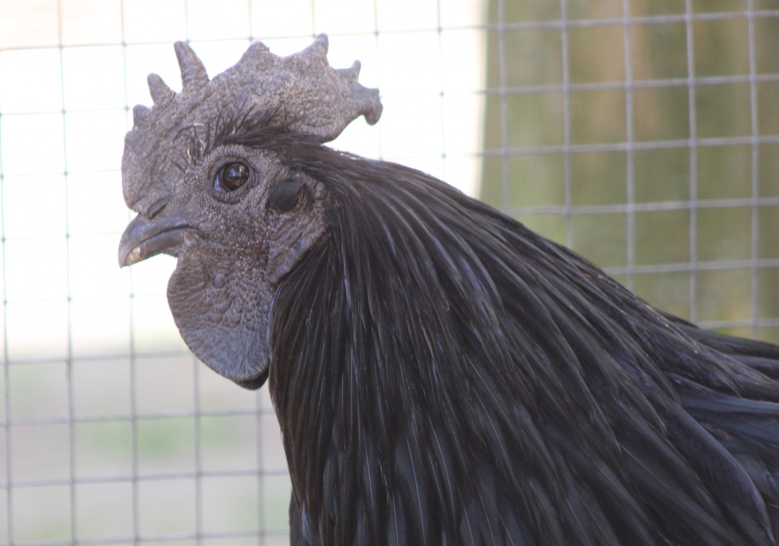 Ayam Cemani