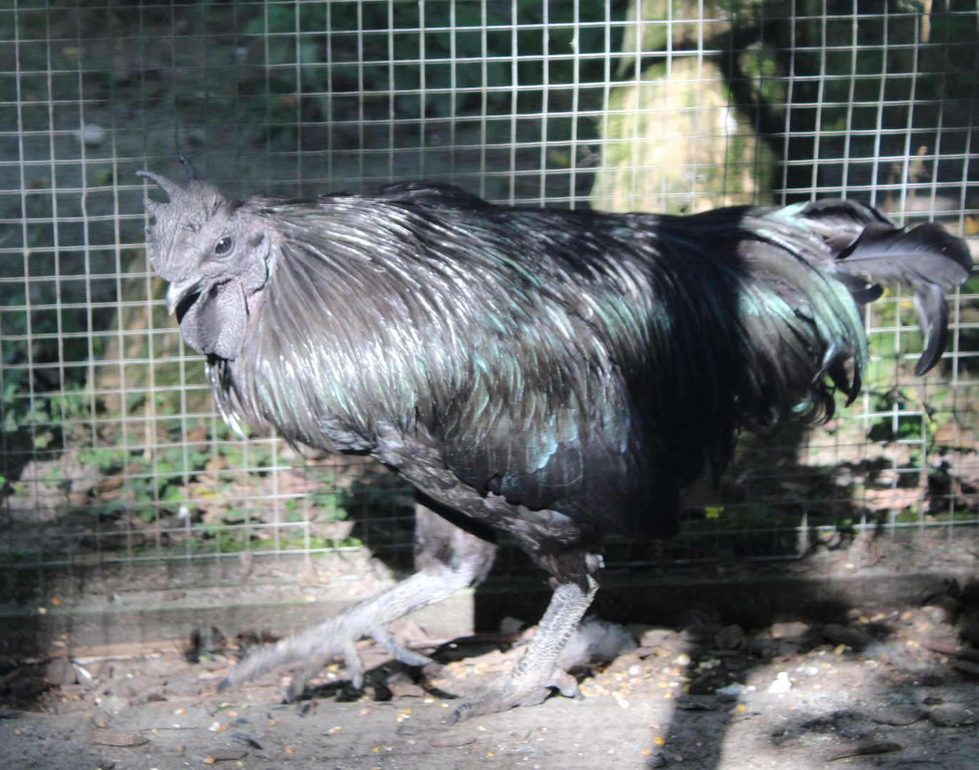 Ayam Cemani