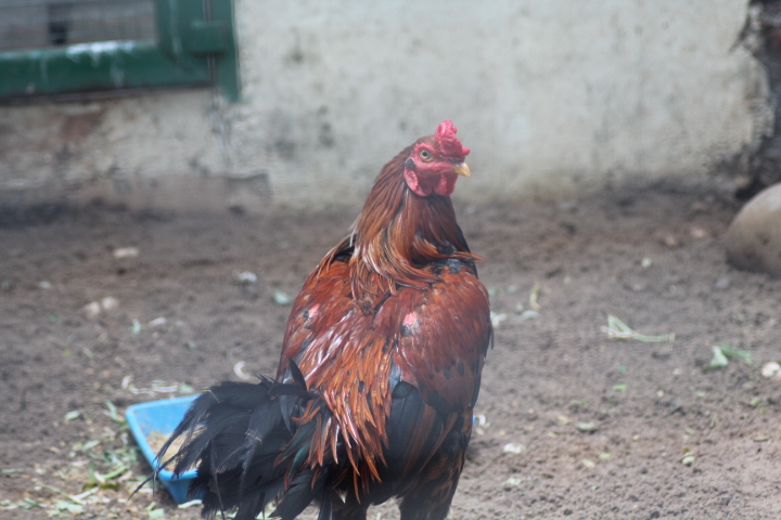 Ayam Kampong (Gallus domesticus)