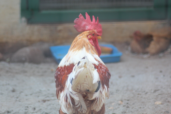 Ayam Ketawa (Gallus domesticus)