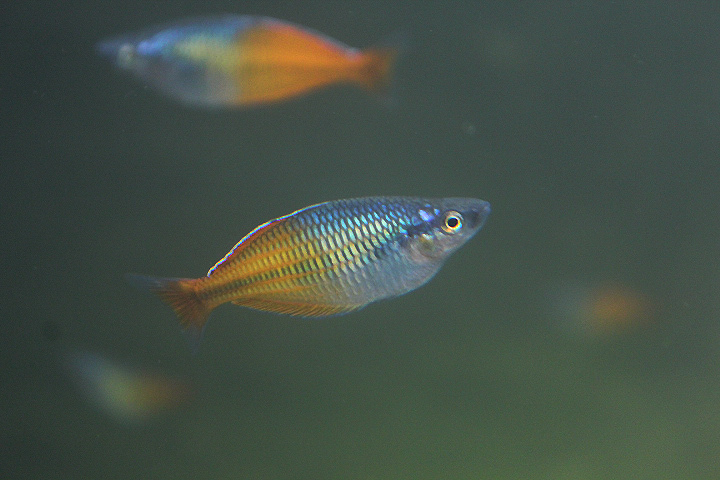 Ayamaru Lakes rainbowfish (Melanotaenia ajamaruensis) - PCBA