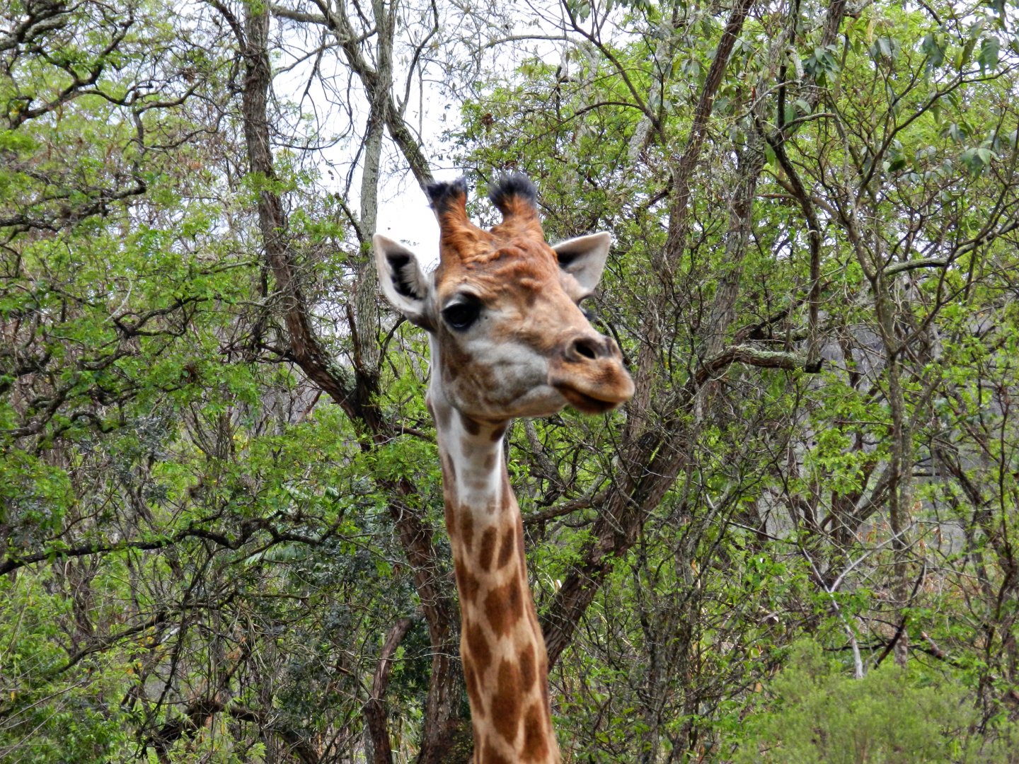 "Ayana", the south african giraffe - Zooparque Itatiba