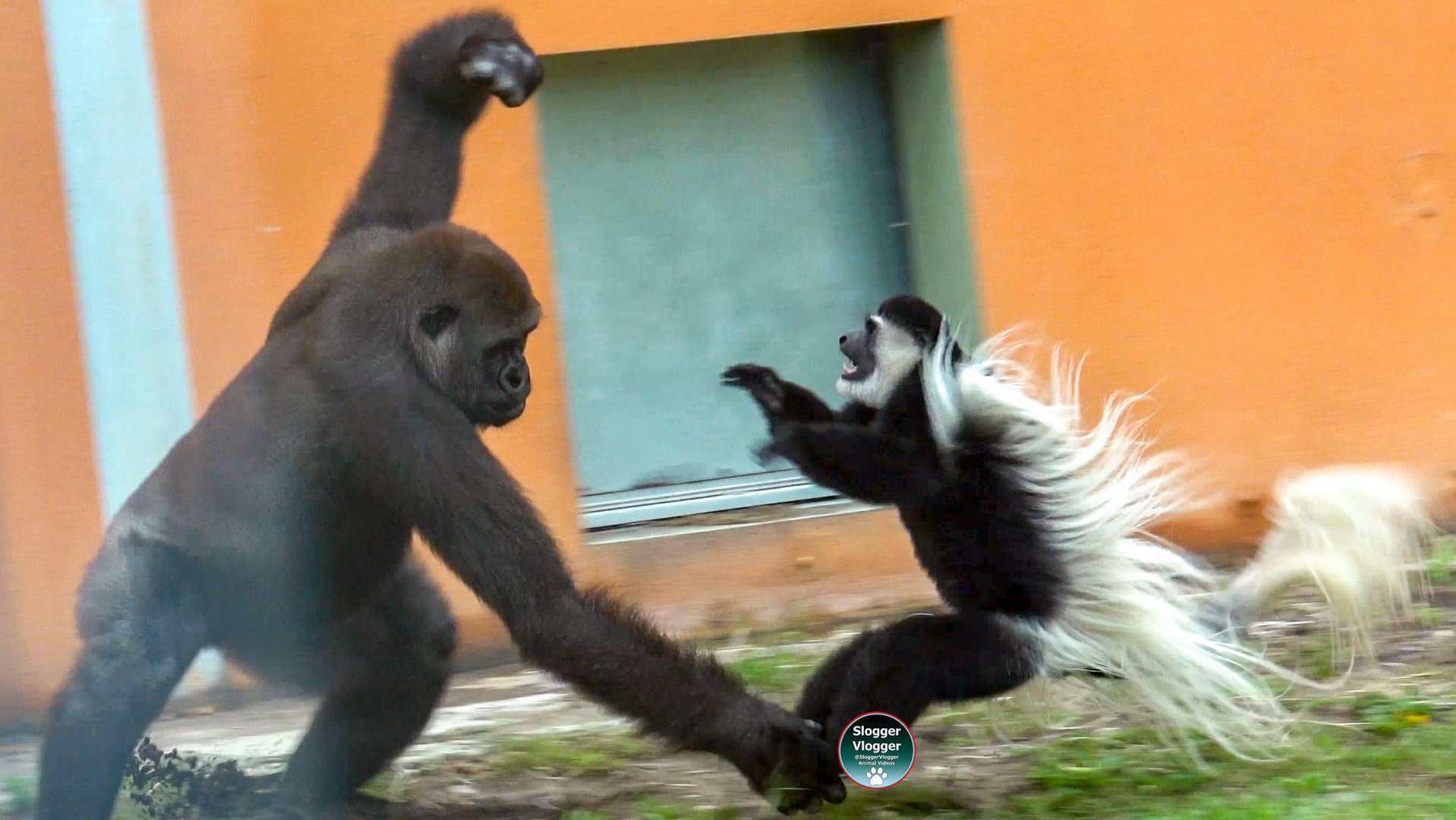 Aybo and the Colobus Monkey