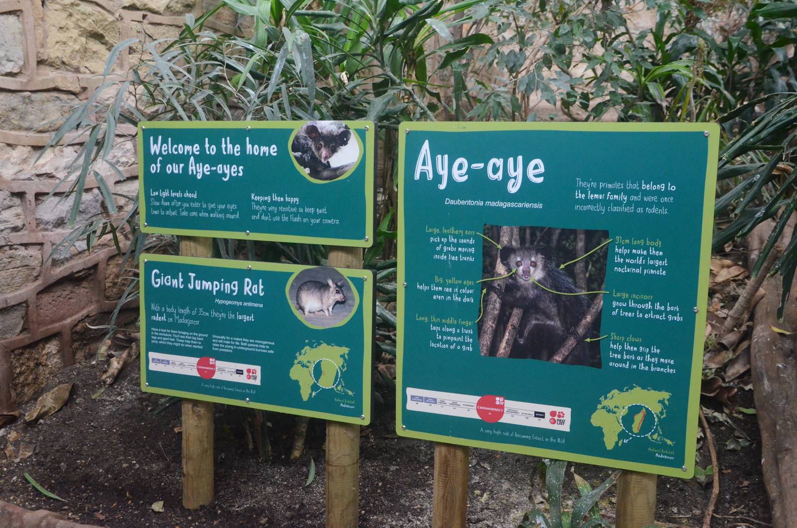 Aye-aye and Jumping Rat Signage at Chester, 09/03/16
