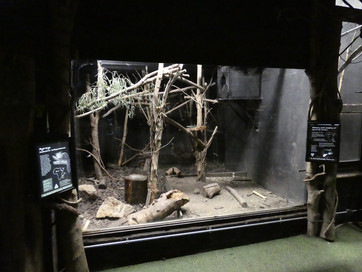 Aye-aye and Malagasy Jumping Rat enclosure (2)
