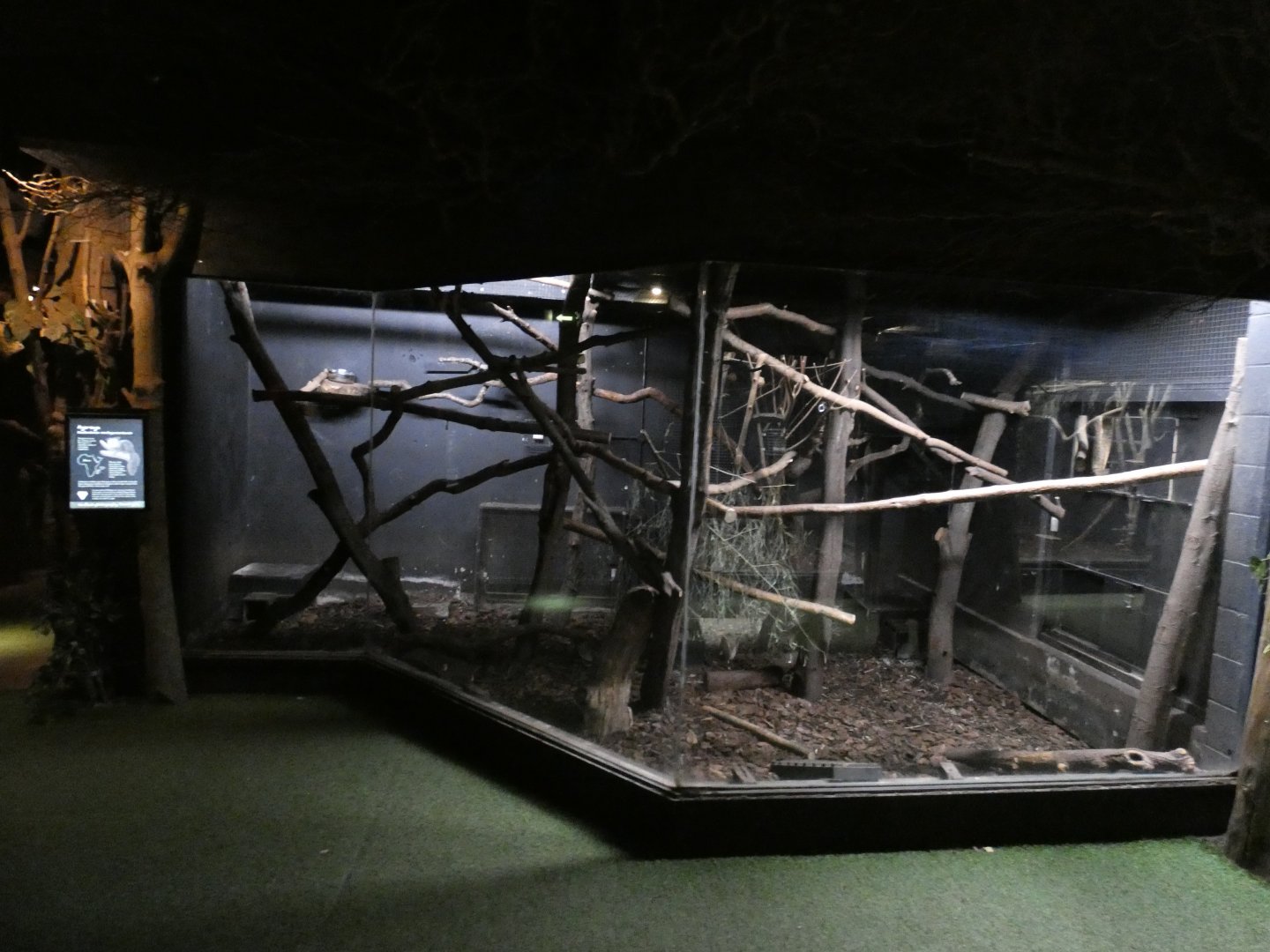 Aye-aye and Malagasy Jumping Rat enclosure