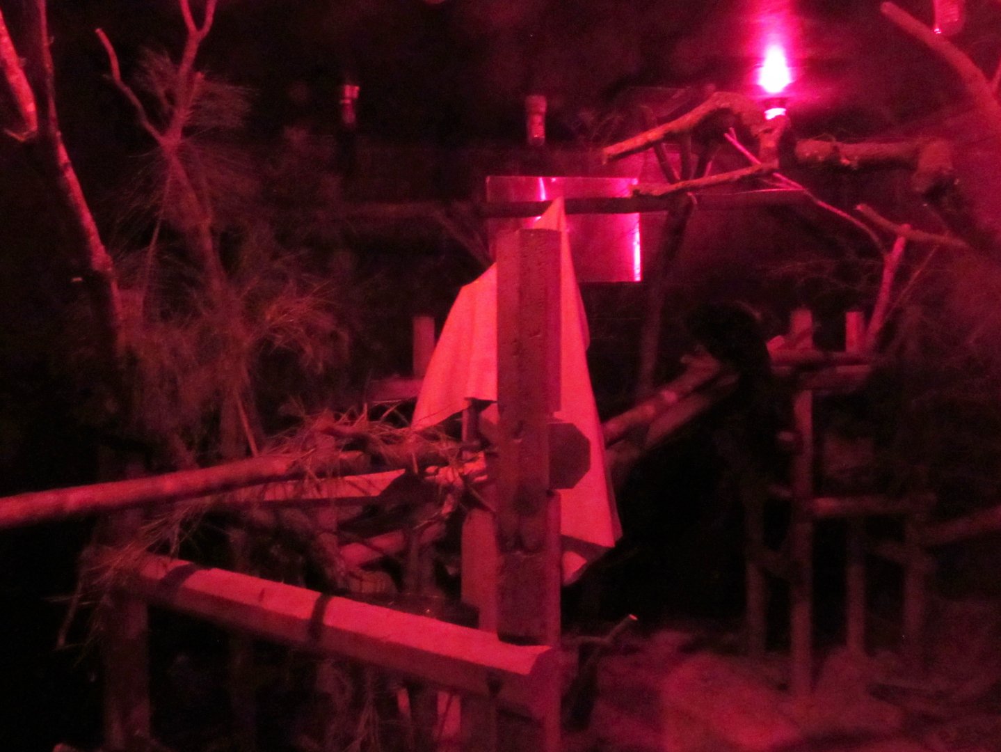 Aye-Aye and Pygmy Slow Loris Exhibit