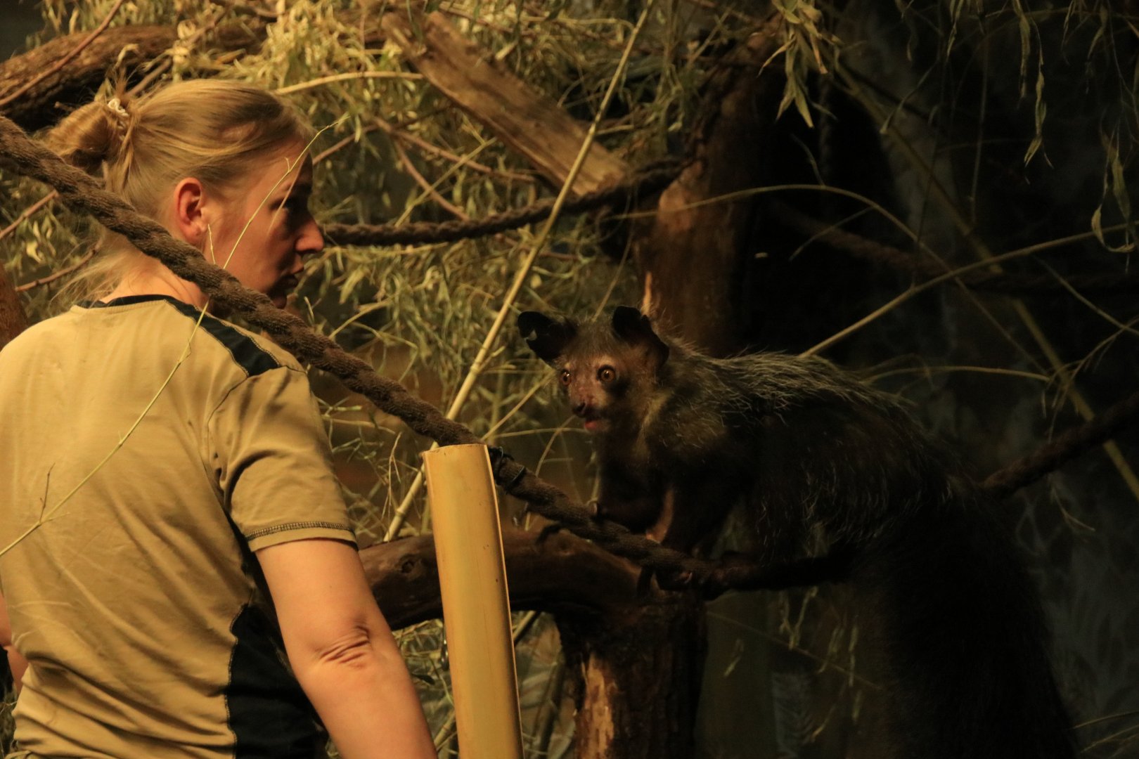 Aye aye (April 2018)