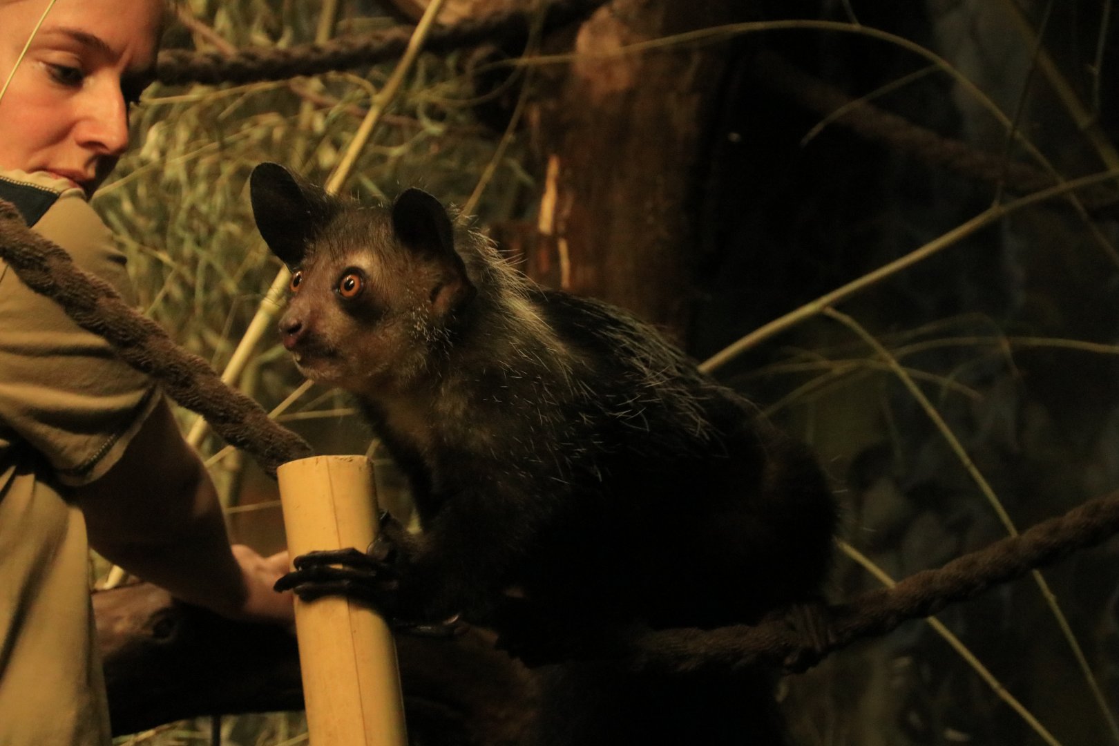 Aye aye (April 2019)