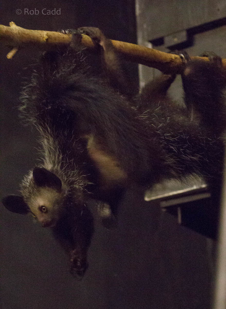 Aye-aye : Bristol : 22 Sep 2015