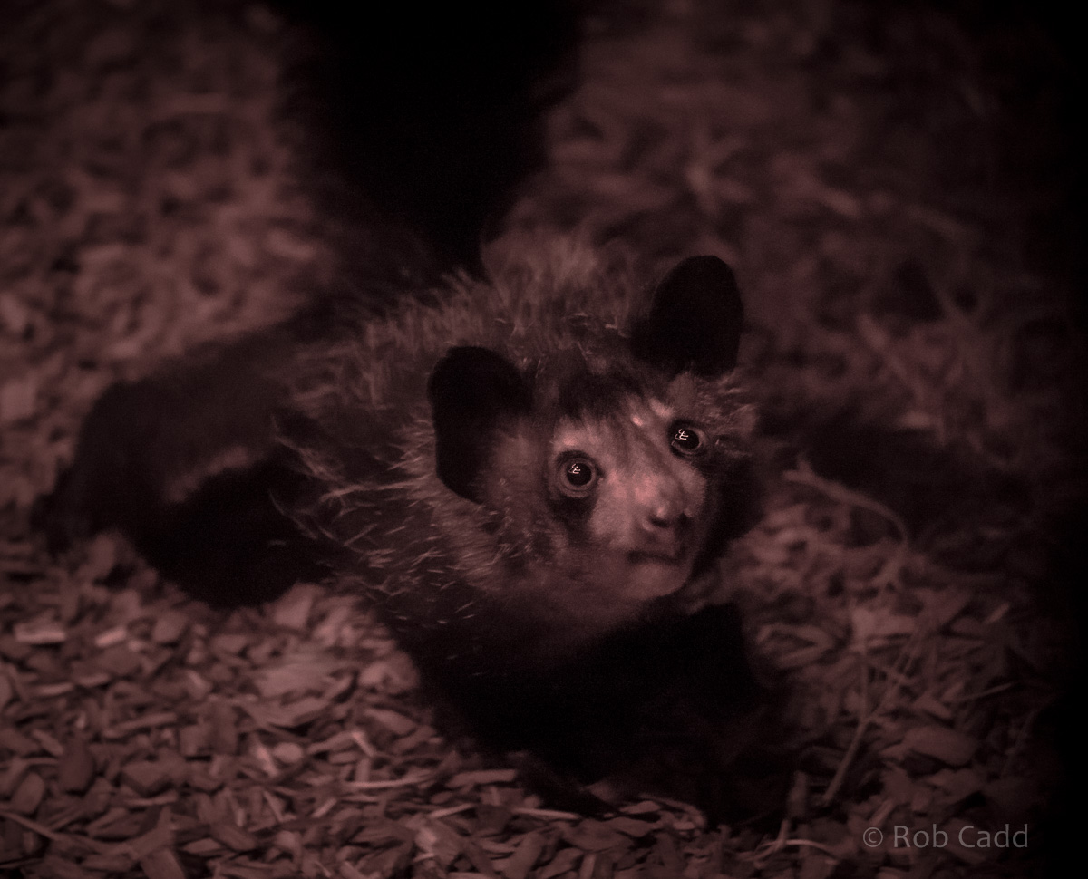 Aye-aye : Chester : 23 Apr 2016