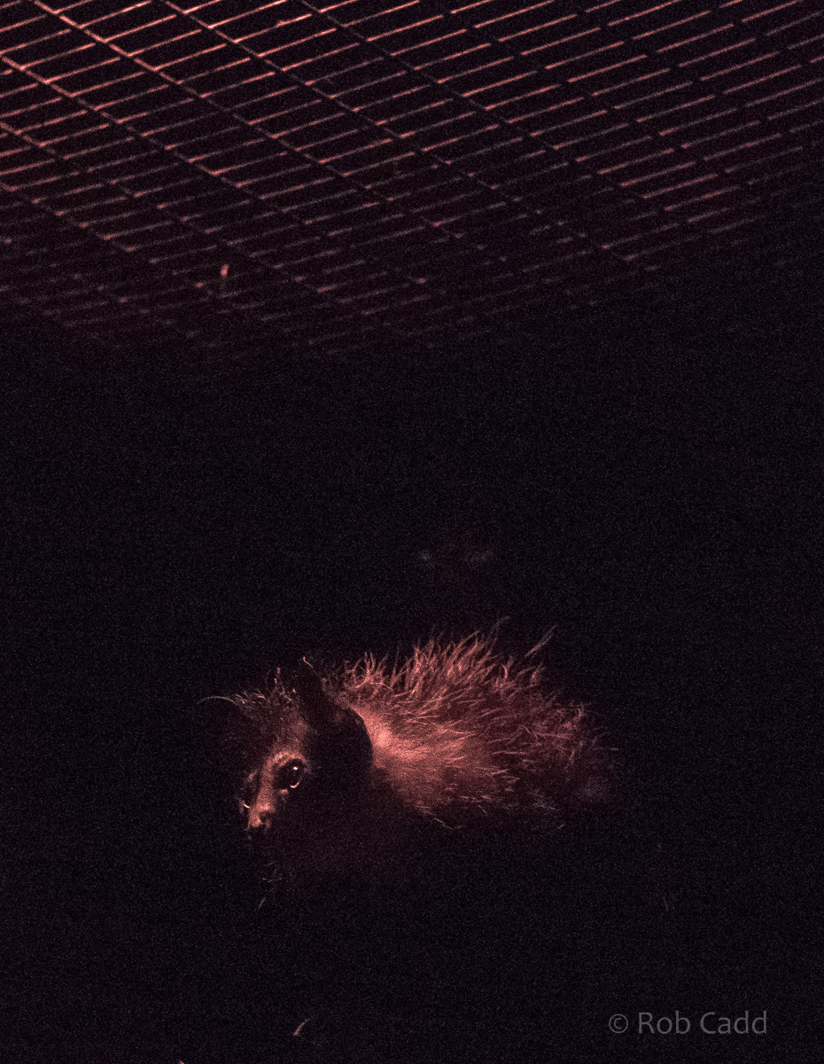 Aye-aye : Chester : 23 Apr 2016