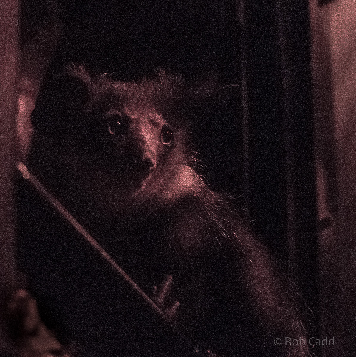 Aye-aye : Chester : 23 Apr 2016