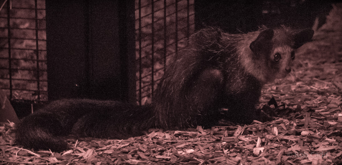 Aye-aye : Chester Zoo : 23 Apr 2016