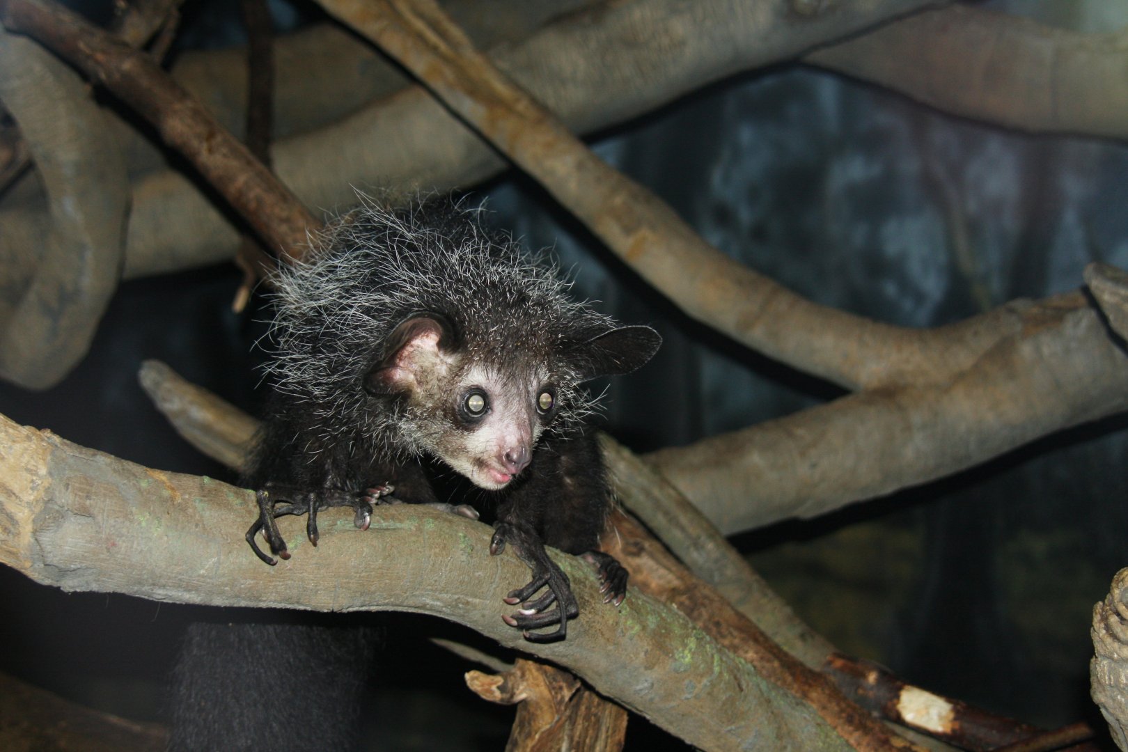 aye-aye (Daubentonia madagascariensis) 2010