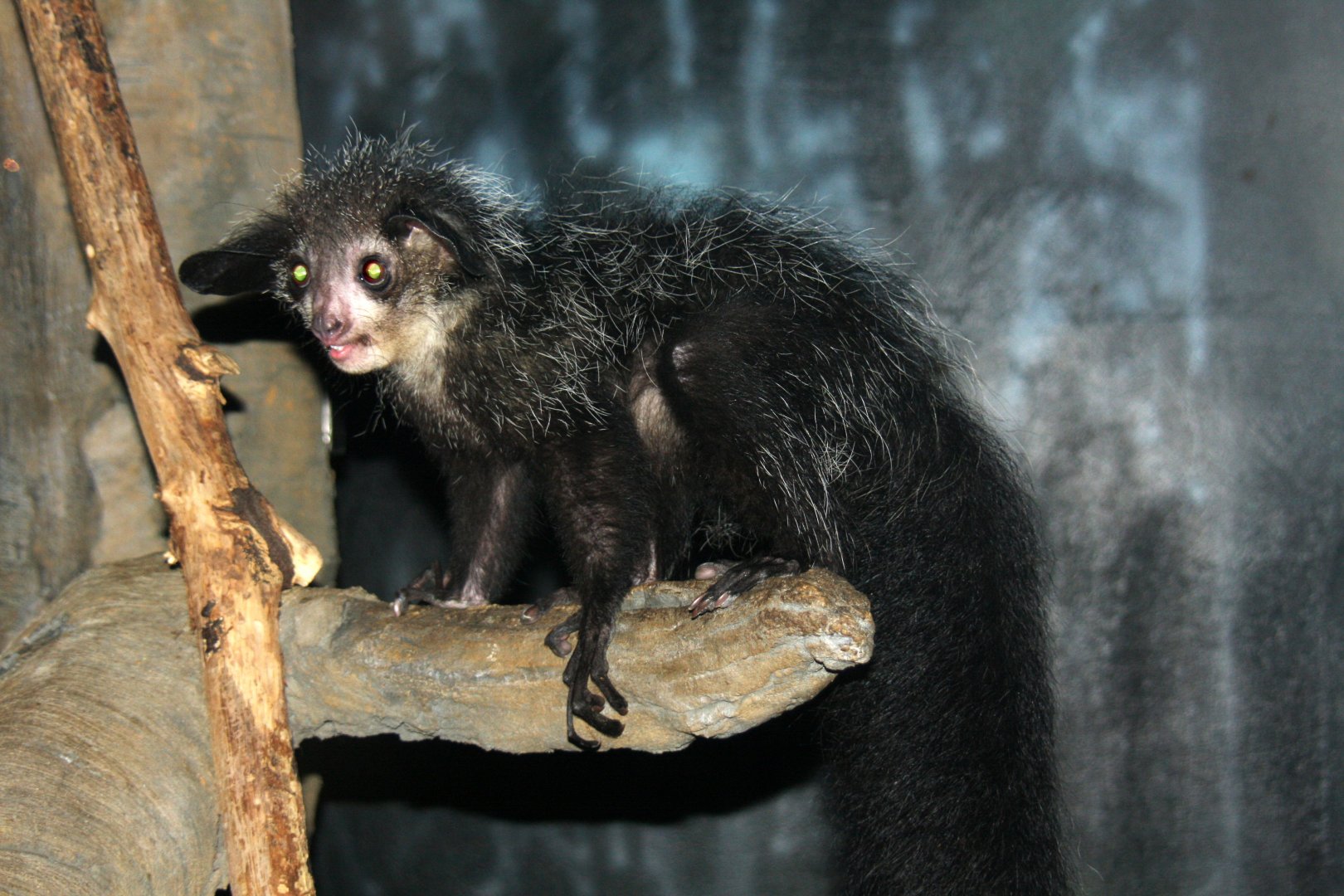 aye-aye (Daubentonia madagascariensis) 2010