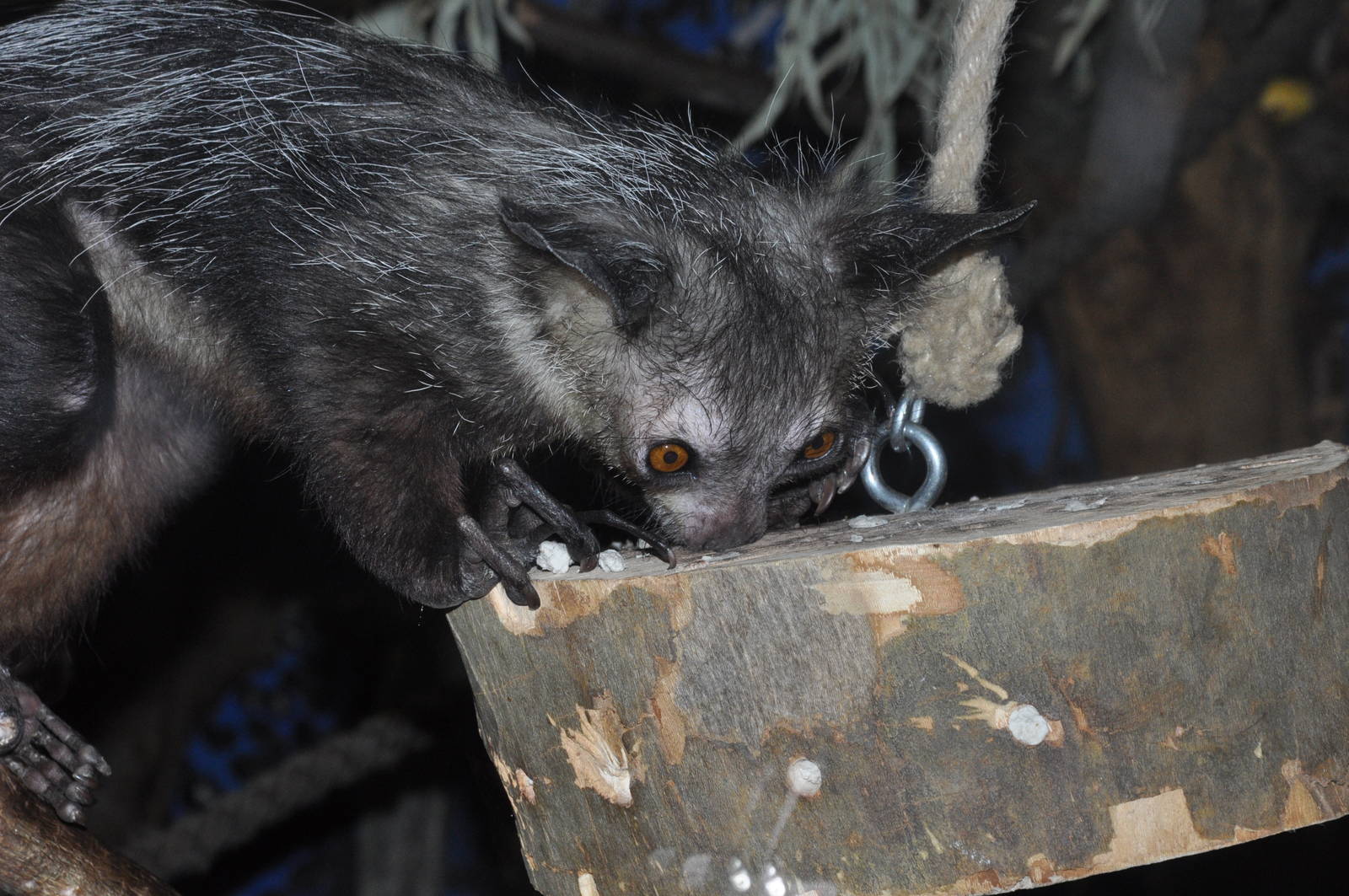 Aye-aye (Daubentonia madagascariensis) at Frankfurt Zoo.